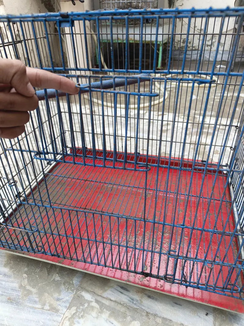 Birds Cage — photo 3