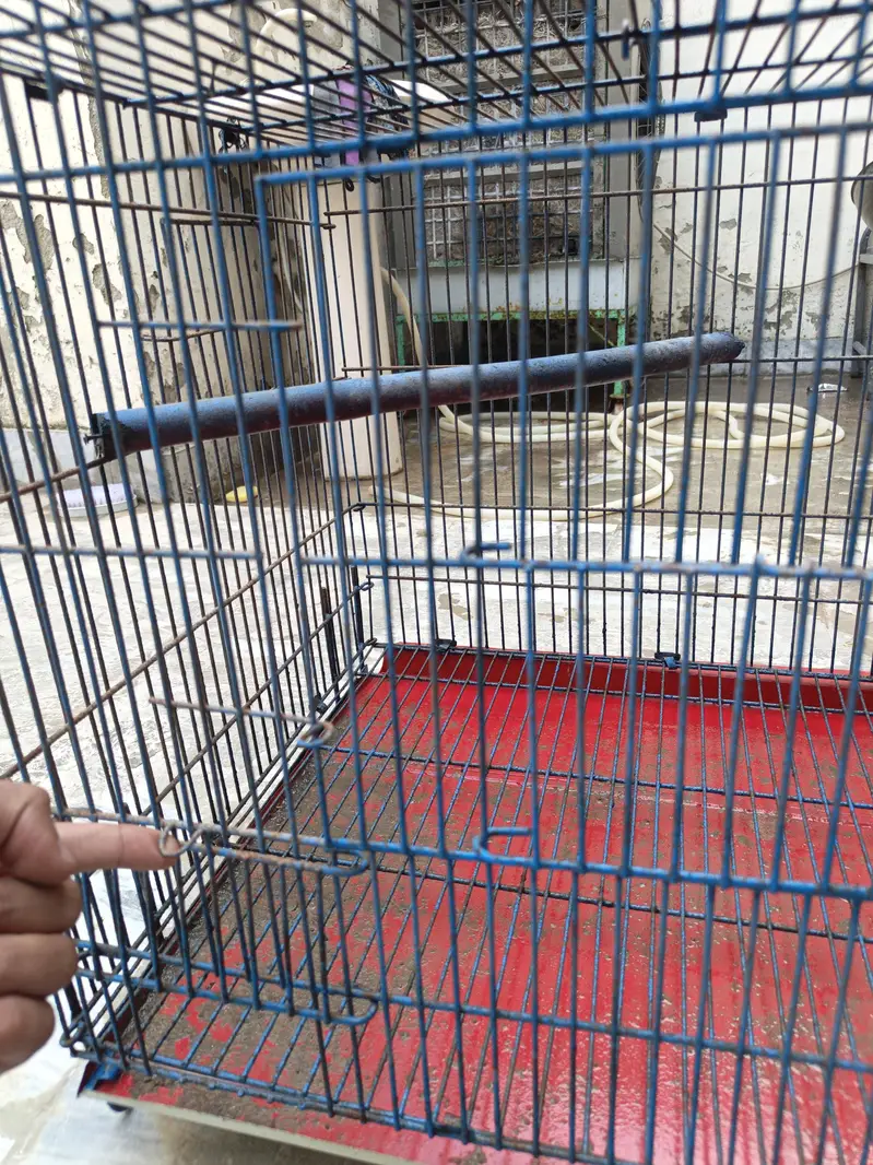 Birds Cage — photo 4