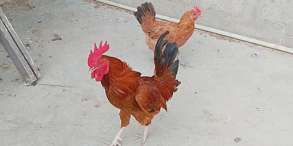 Misri murgi / dasi murgi/ anday wali murgi / hen / murgiyan / murga