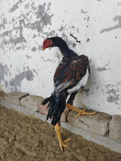 ASEEL MURGHA PATHA