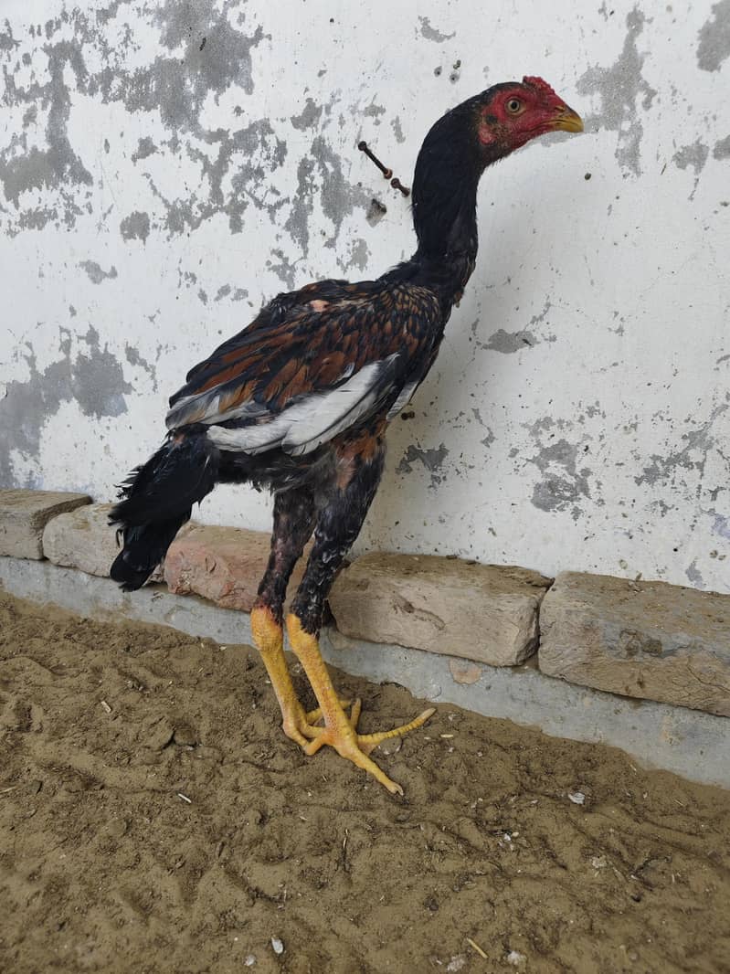 ASEEL MURGHA PATHA 1