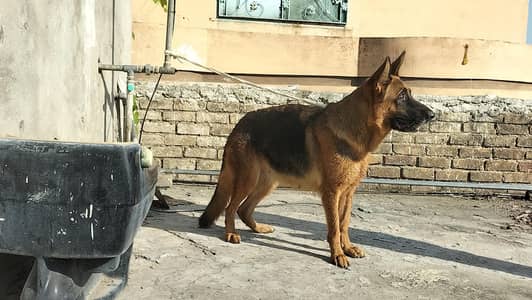 German shepherd stock code female