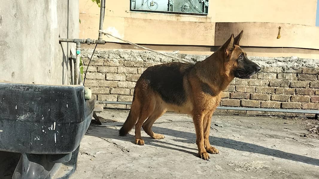 German shepherd stock code female 0