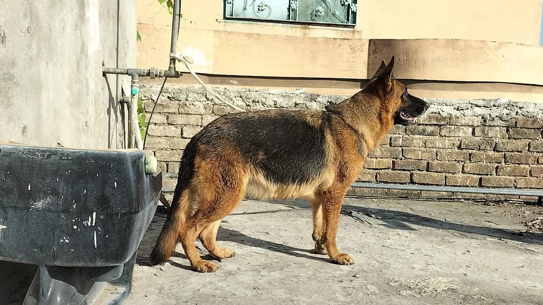 German shepherd stock code female 1