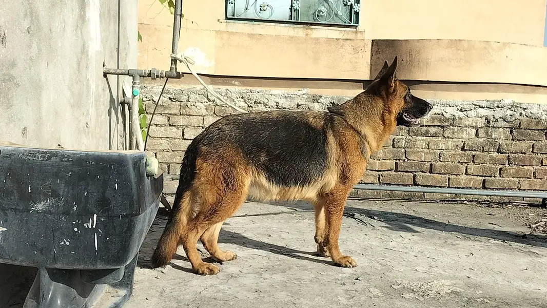 German shepherd stock code female — photo 2