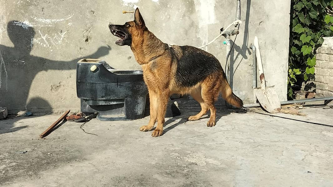 German shepherd stock code female 2