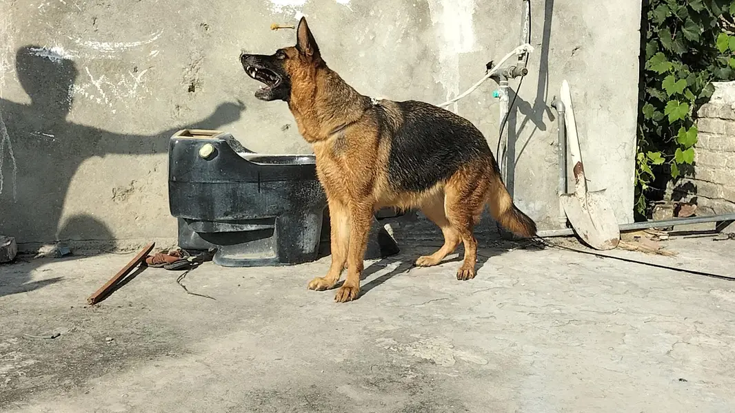 German shepherd stock code female — photo 3