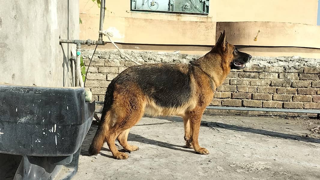 German shepherd stock code female 3