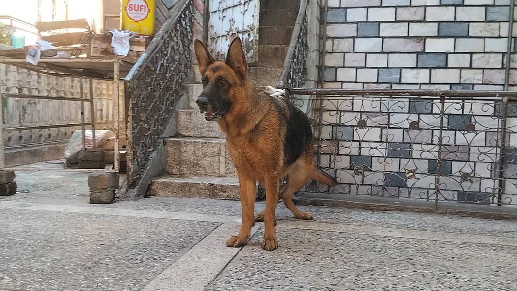 German shepherd stock code female 4