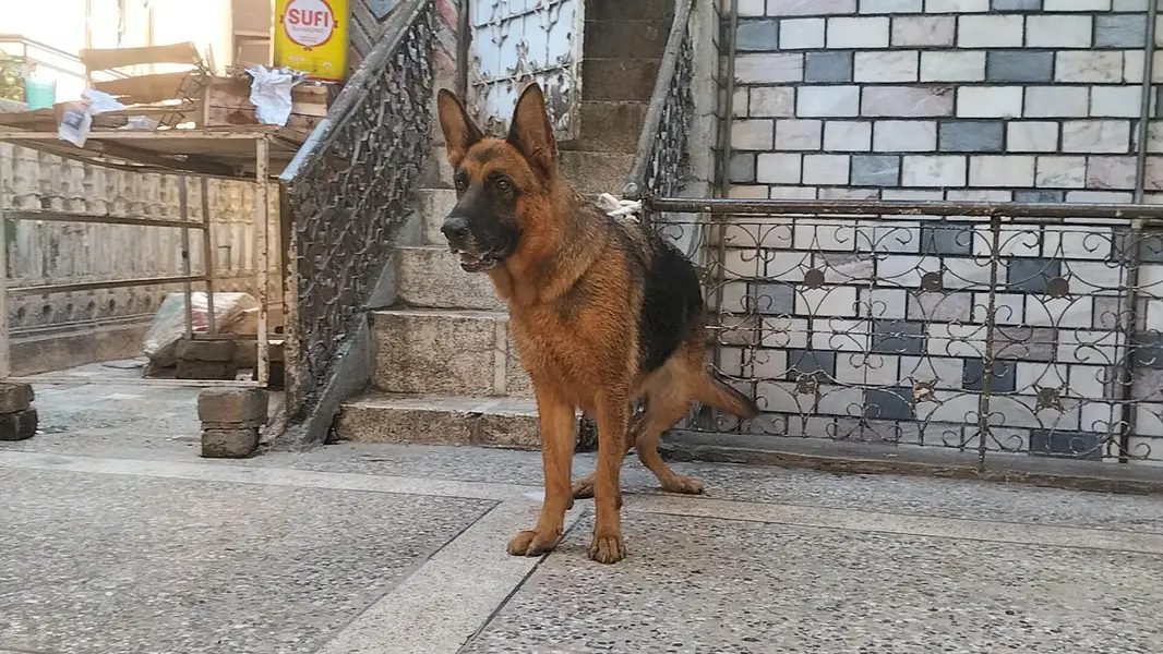 German shepherd stock code female — photo 5