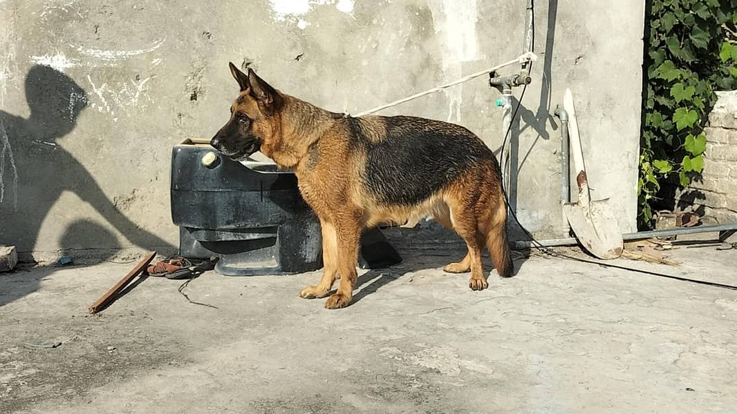 German shepherd stock code female 5