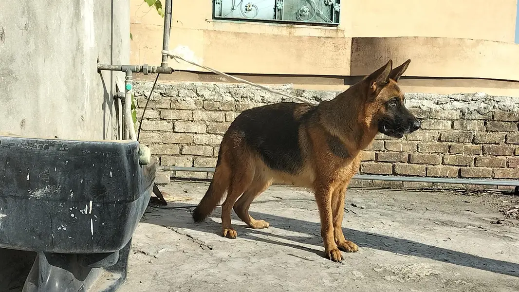 German shepherd stock code female — photo 7