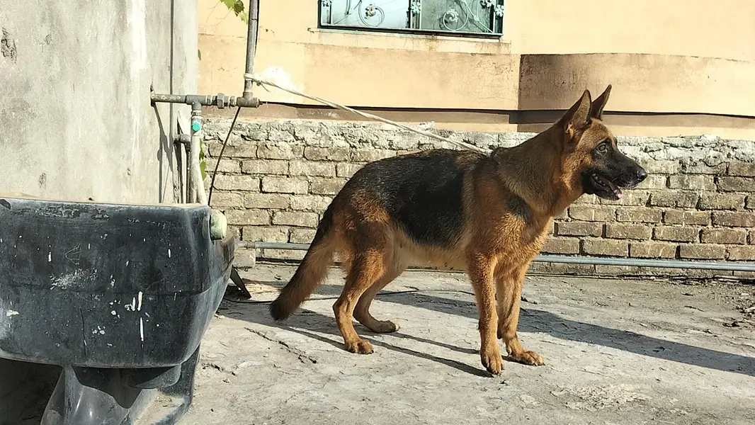 German shepherd stock code female — photo 8