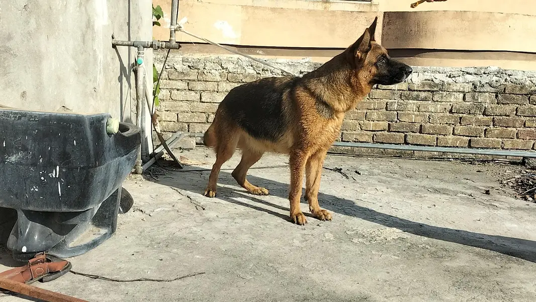 German shepherd stock code female — photo 9