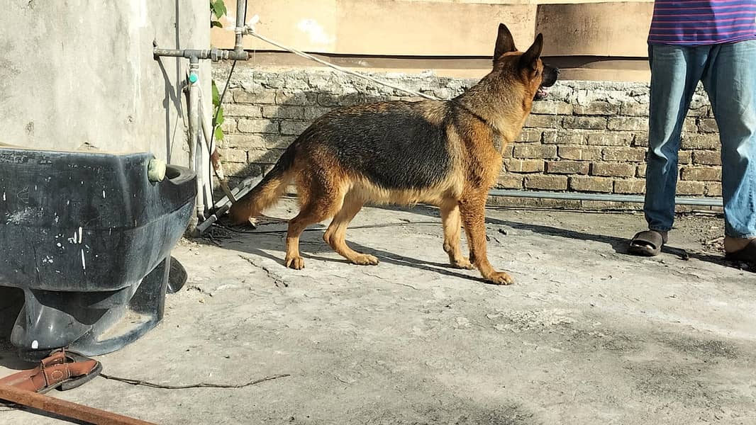 German shepherd stock code female 9