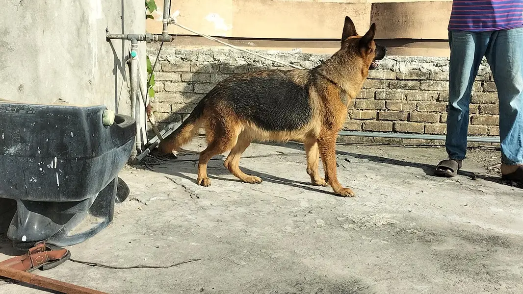 German shepherd stock code female — photo 10