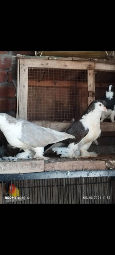 Lahoree German sherazi breeder pair 03110144020