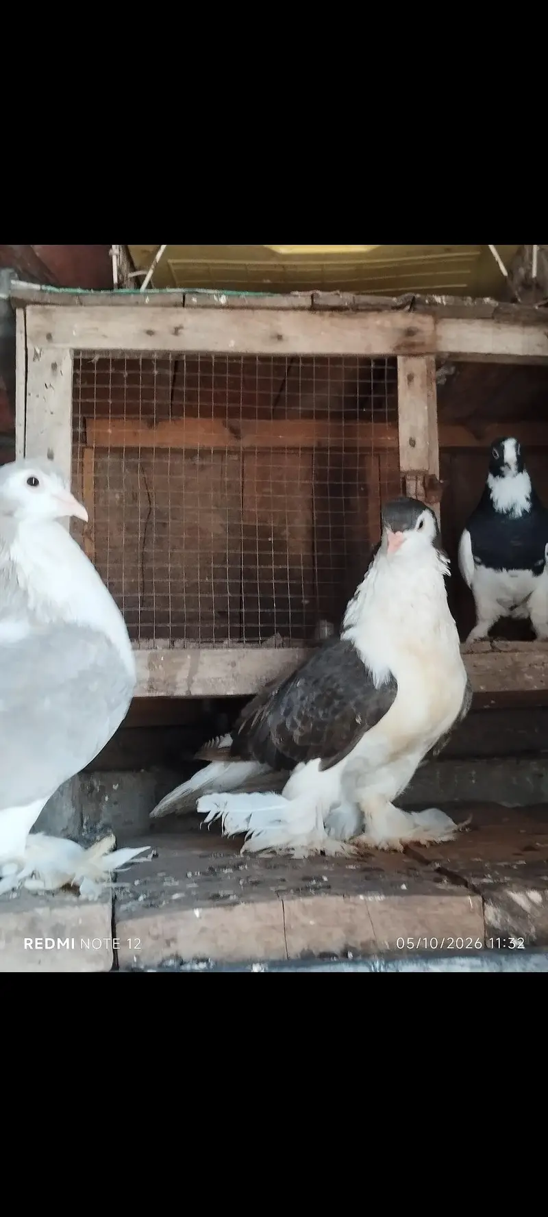 Lahoree German sherazi breeder pair 03110144020 — photo 2