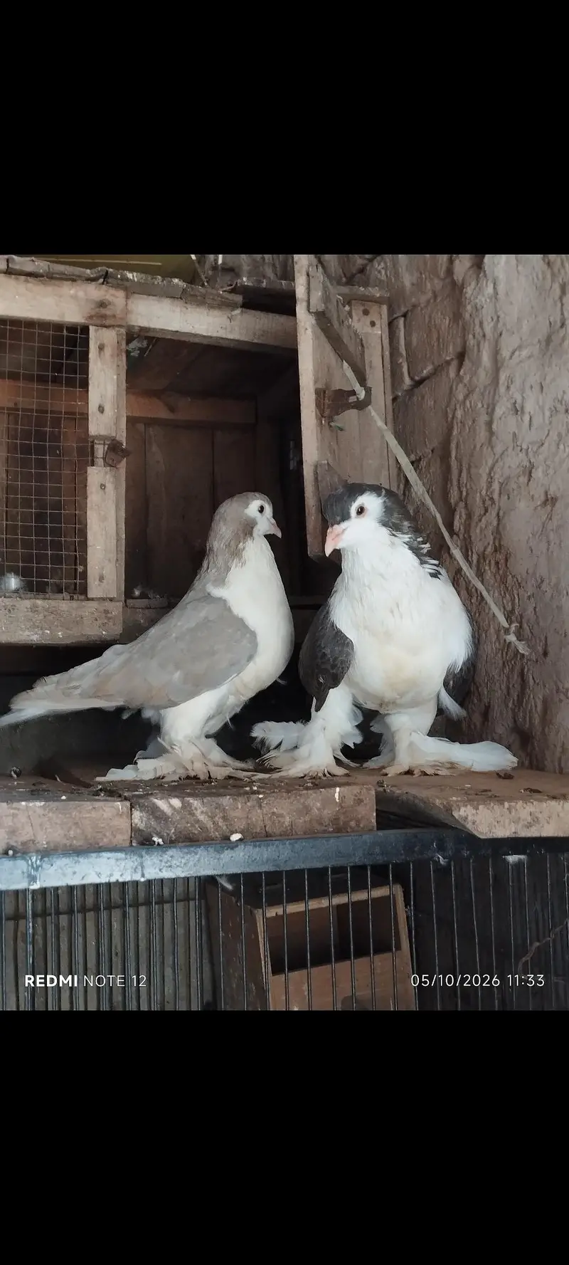 Lahoree German sherazi breeder pair 03110144020 — photo 3