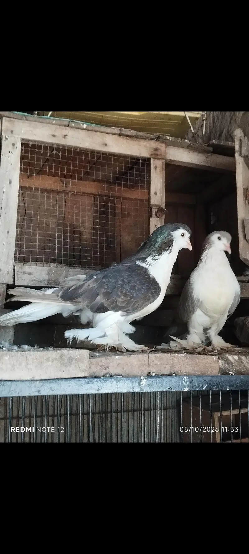 Lahoree German sherazi breeder pair 03110144020 — photo 4