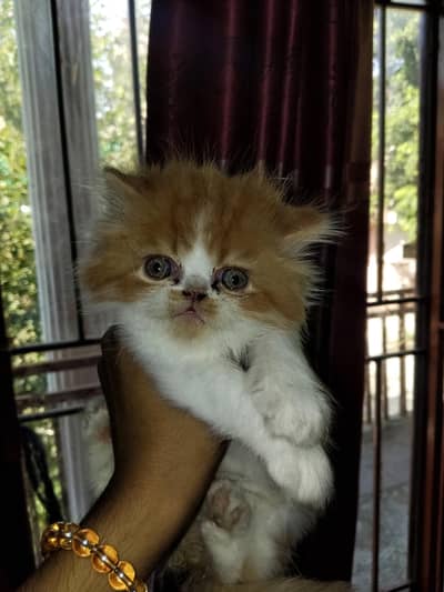 kitten