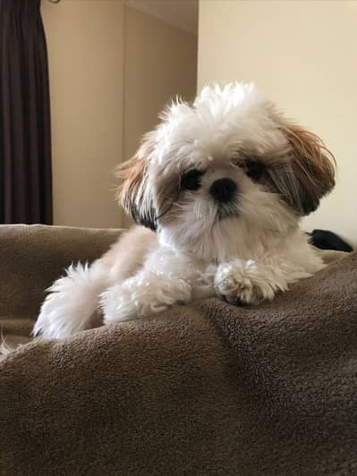 Shihtzu female puppy 03075273683
