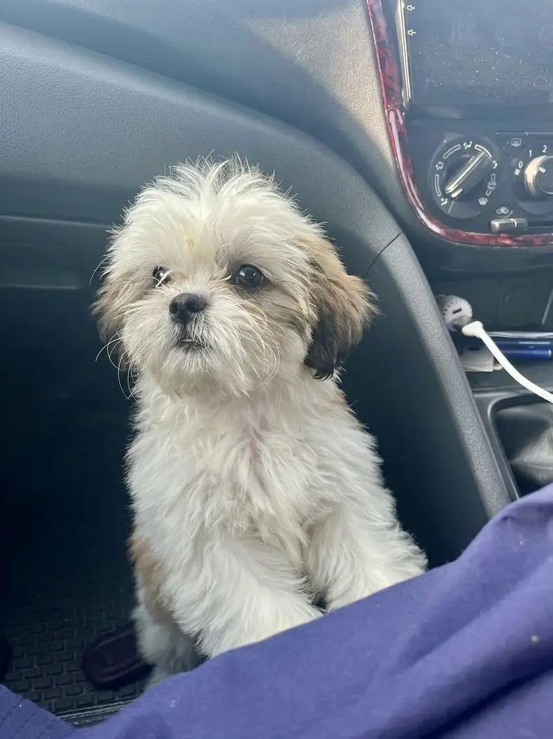 Shihtzu female puppy 03075273683 — photo 2