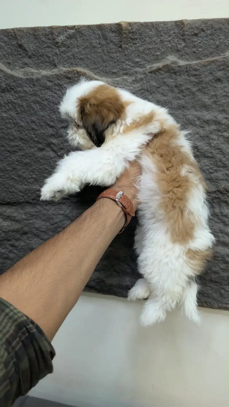 Shihtzu female puppy 03075273683 — photo 3