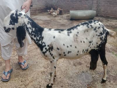 bakriyan for sale urgent
