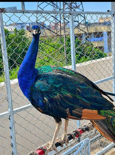 male pecock