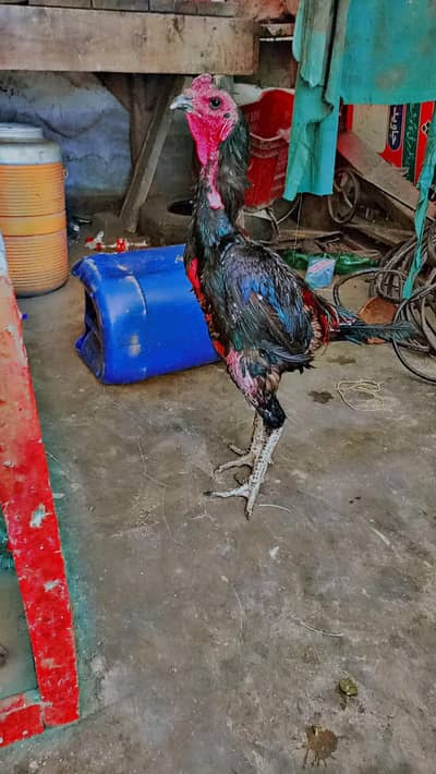 Dargon aseel morga for sale