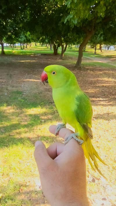 03369510495 Hand Tame parrot for sale