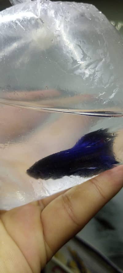 full moon beat available male