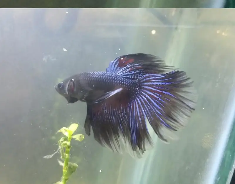 full moon beta  available male — photo 2