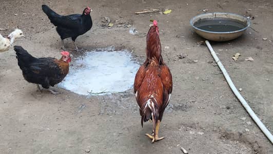 Aseel rooster
