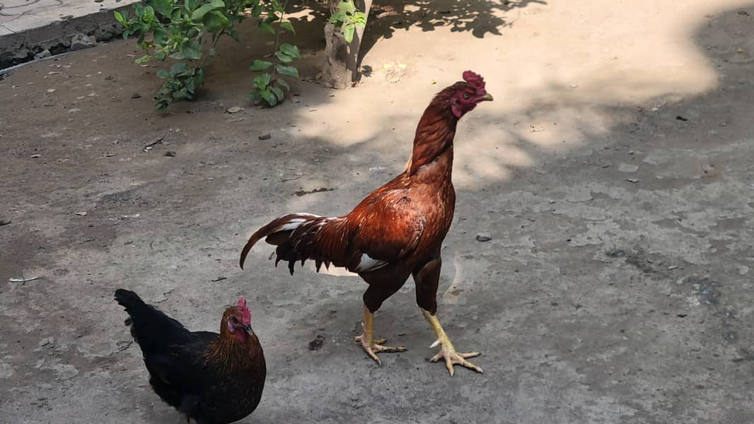Aseel rooster 1