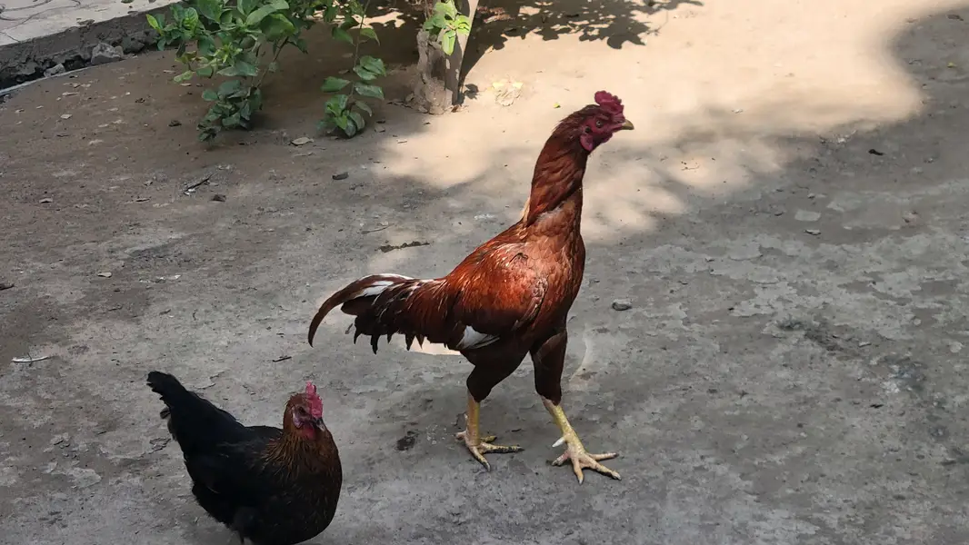 Aseel rooster — photo 2