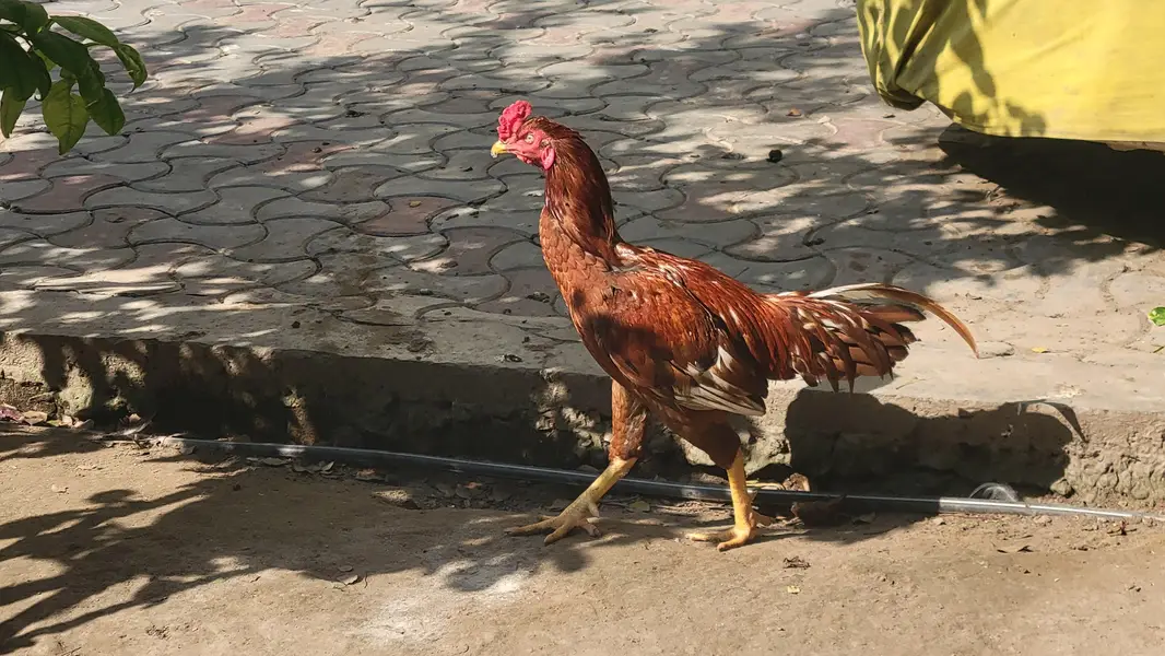 Aseel rooster — photo 3