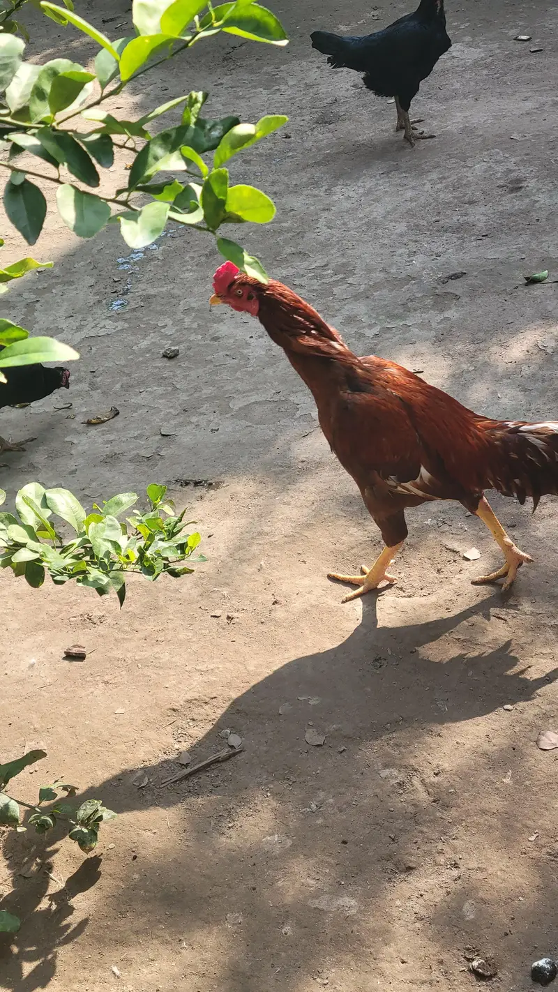 Aseel rooster — photo 4