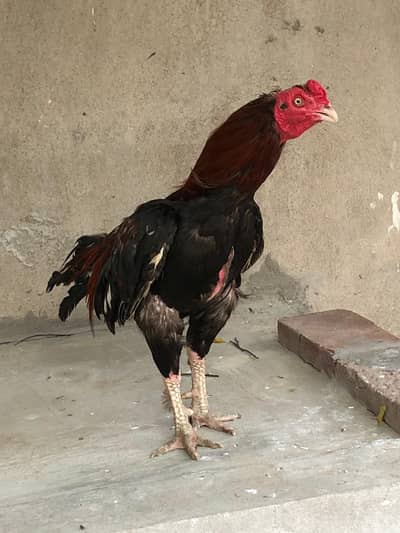 Aseel Mianwali Hen for Sale – 2.5 Years Old