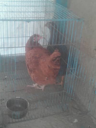 desi hens 2 for sell contact 03131255240