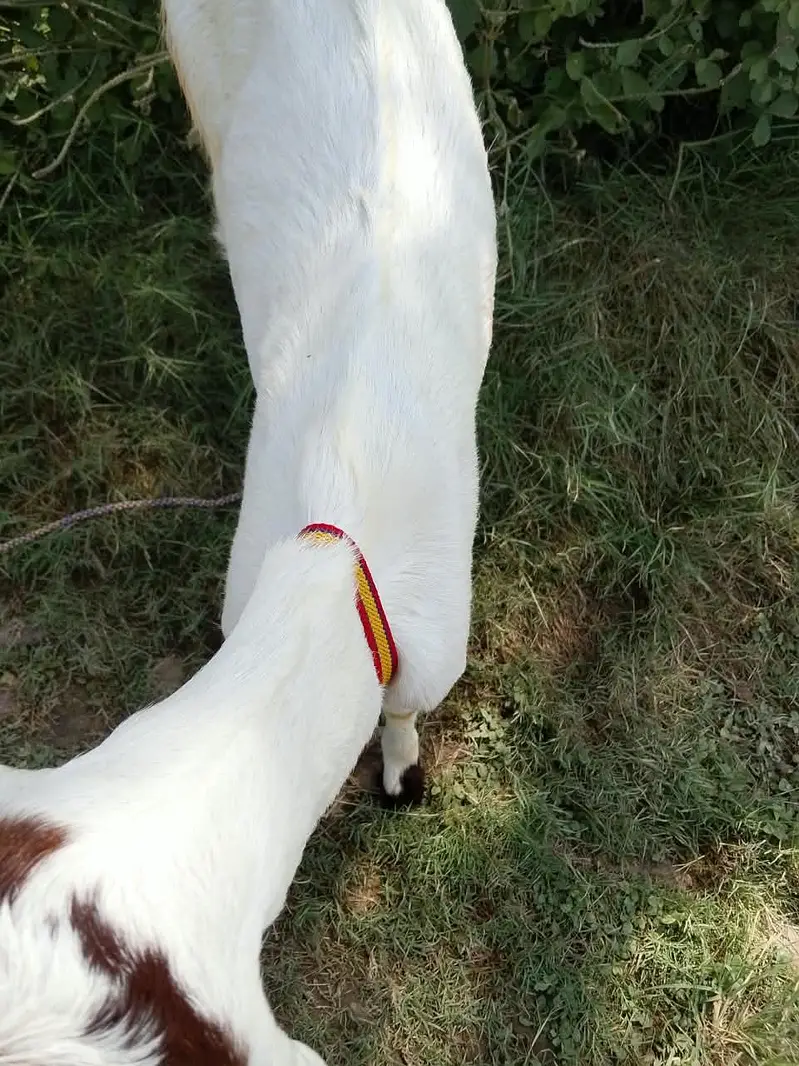 urgent for sale — photo 2