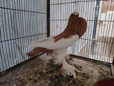 complete cage with bird for sale