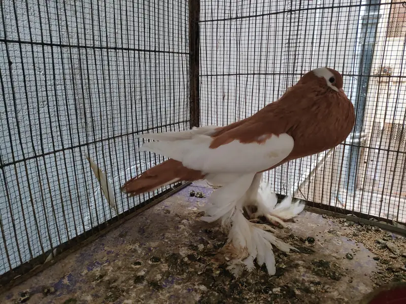 complete cage with bird for sale — photo 2