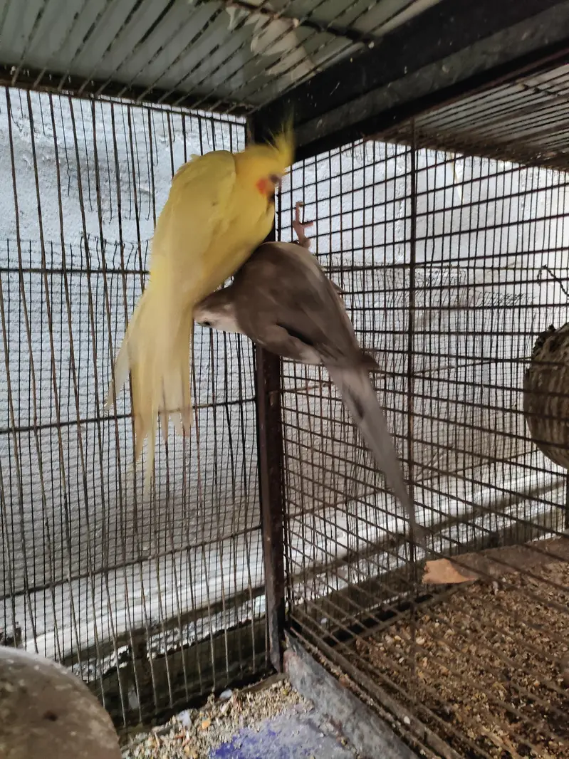 complete cage with bird for sale — photo 3