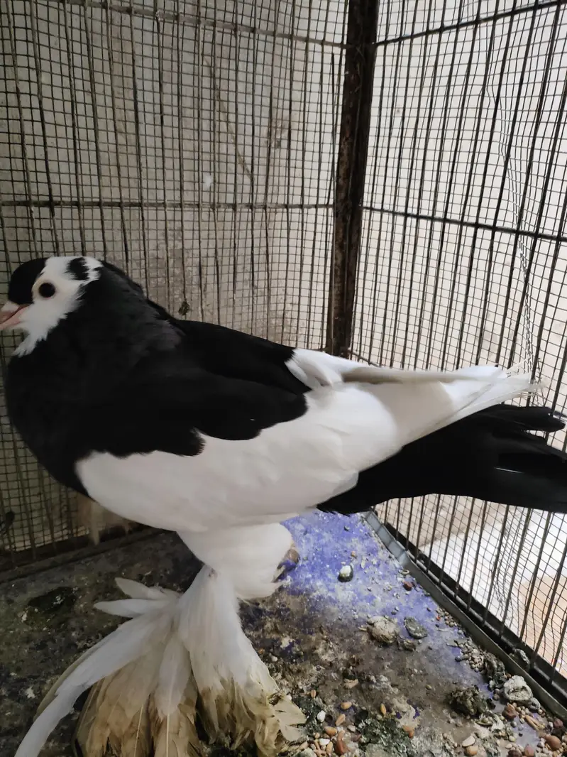 complete cage with bird for sale — photo 4