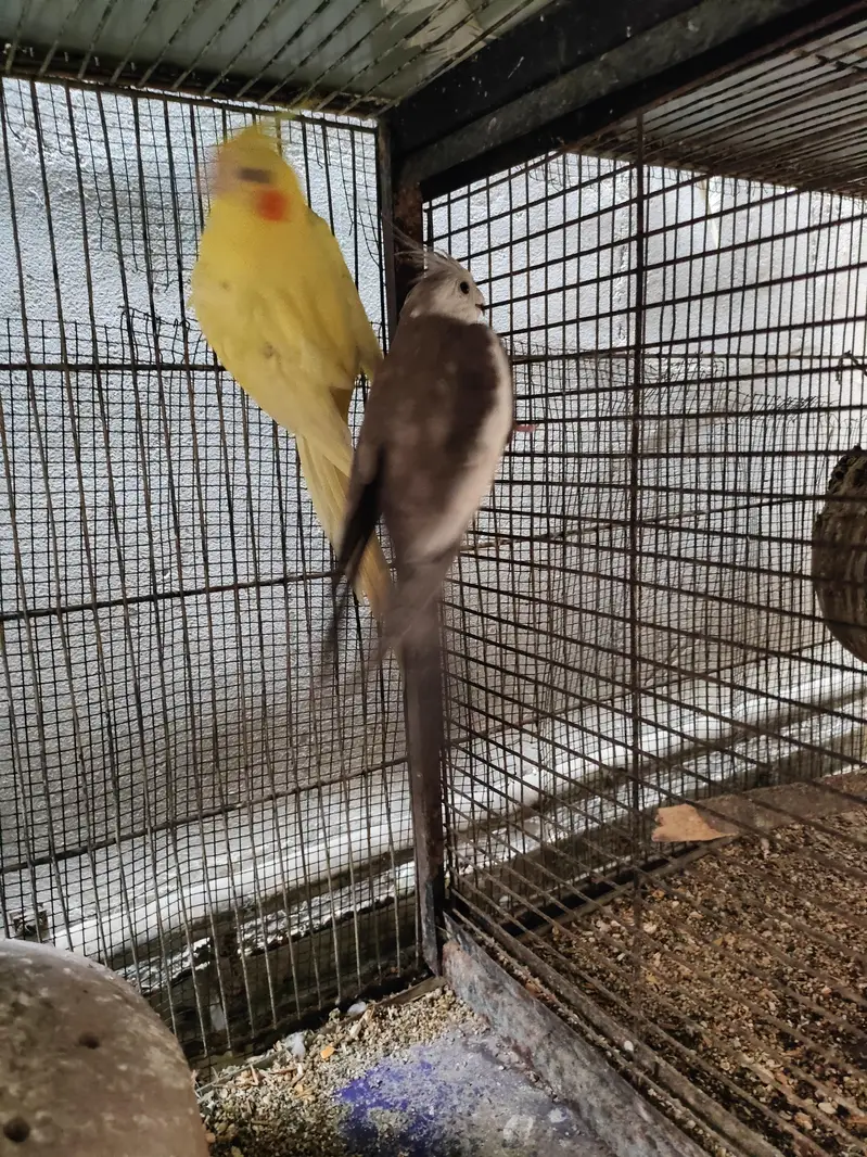 complete cage with bird for sale — photo 5