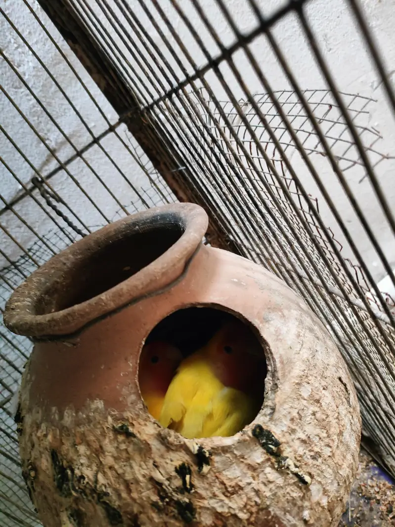 complete cage with bird for sale — photo 6