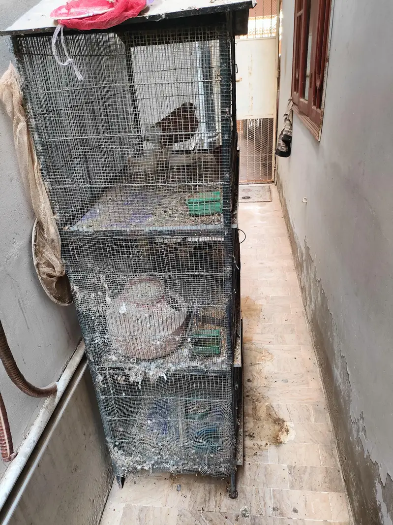 complete cage with bird for sale — photo 7