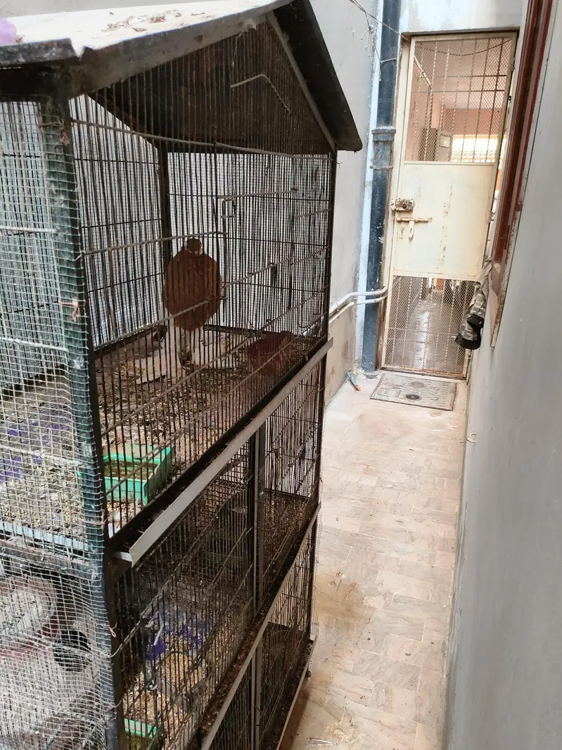 complete cage with bird for sale — photo 8